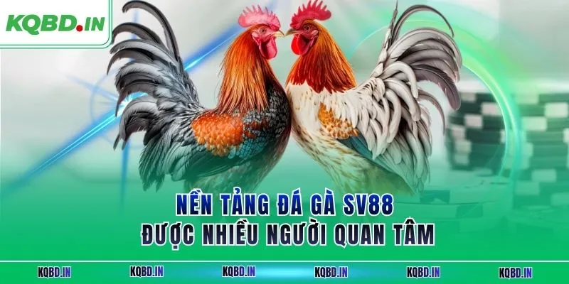 SV88 – Nhà Cái Đá Gà Uy Tín Với Ưu Đãi Thành Viên Hấp Dẫn 1 Nền tảng đá gà SV88 được nhiều người quan tâm